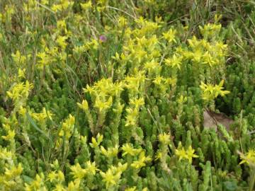 Fotografia da espécie Sedum acre