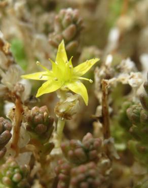 Fotografia 13 da espécie Sedum acre no Jardim Botânico UTAD