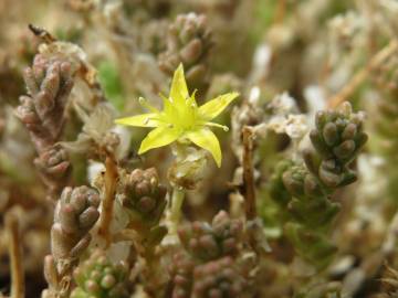 Fotografia da espécie Sedum acre