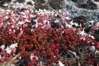 Fotografia da espécie Sedum brevifolium