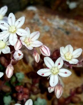 Fotografia 6 da espécie Sedum brevifolium no Jardim Botânico UTAD