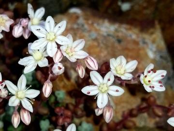 Fotografia da espécie Sedum brevifolium