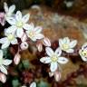 Fotografia 6 da espécie Sedum brevifolium do Jardim Botânico UTAD