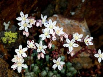 Fotografia da espécie Sedum brevifolium