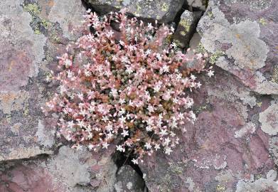 Fotografia da espécie Sedum brevifolium