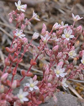 Fotografia 10 da espécie Sedum brevifolium no Jardim Botânico UTAD