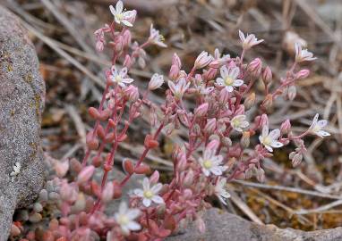 Fotografia da espécie Sedum brevifolium
