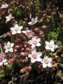 Fotografia da espécie Sedum brevifolium