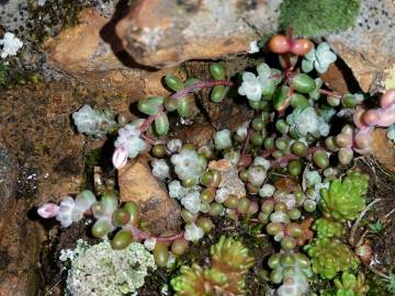 Fotografia da espécie Sedum brevifolium