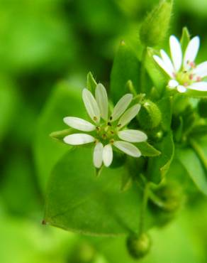 Fotografia 1 da espécie Stellaria media no Jardim Botânico UTAD