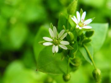 Fotografia da espécie Stellaria media