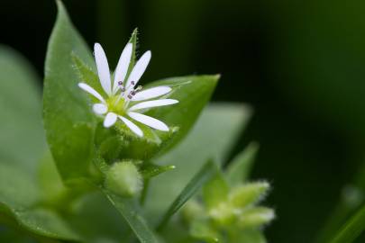 Fotografia da espécie Stellaria media