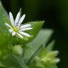 Fotografia 3 da espécie Stellaria media do Jardim Botânico UTAD