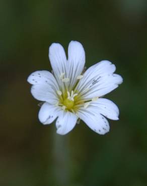 Fotografia 4 da espécie Stellaria media no Jardim Botânico UTAD