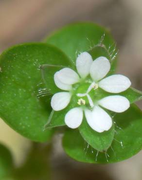 Fotografia 5 da espécie Stellaria media no Jardim Botânico UTAD