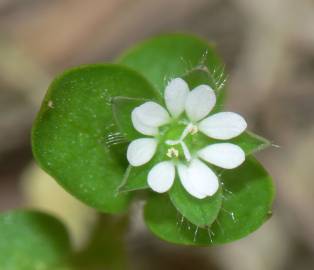 Fotografia da espécie Stellaria media