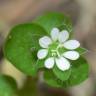 Fotografia 5 da espécie Stellaria media do Jardim Botânico UTAD