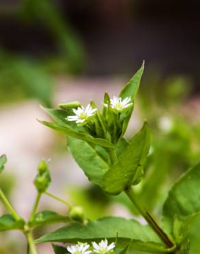 Fotografia 7 da espécie Stellaria media no Jardim Botânico UTAD