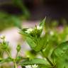 Fotografia 7 da espécie Stellaria media do Jardim Botânico UTAD