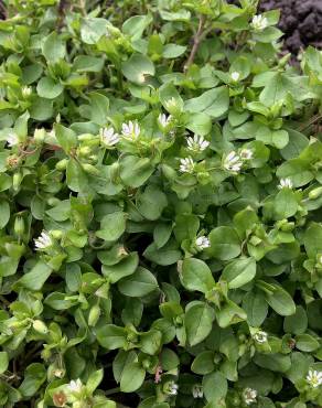 Fotografia 9 da espécie Stellaria media no Jardim Botânico UTAD