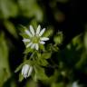 Fotografia 10 da espécie Stellaria media do Jardim Botânico UTAD