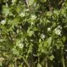 Fotografia 12 da espécie Stellaria media do Jardim Botânico UTAD