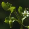 Fotografia 13 da espécie Stellaria media do Jardim Botânico UTAD