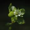 Fotografia 15 da espécie Stellaria media do Jardim Botânico UTAD