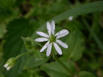 Fotografia da espécie Stellaria media