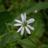 Fotografia 17 da espécie Stellaria media do Jardim Botânico UTAD