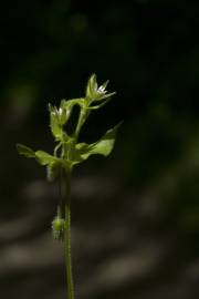 Fotografia da espécie Stellaria media