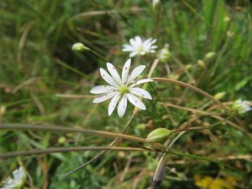 Fotografia da espécie Stellaria graminea