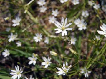 Fotografia da espécie Stellaria graminea