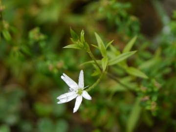 Fotografia da espécie Stellaria graminea