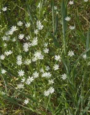 Fotografia 9 da espécie Stellaria graminea no Jardim Botânico UTAD