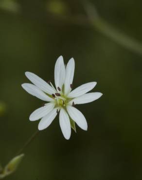 Fotografia 10 da espécie Stellaria graminea no Jardim Botânico UTAD