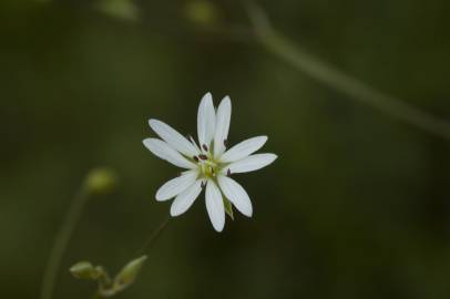 Fotografia da espécie Stellaria graminea