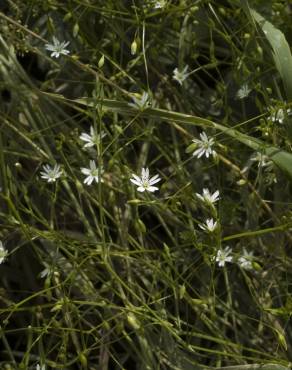 Fotografia 11 da espécie Stellaria graminea no Jardim Botânico UTAD