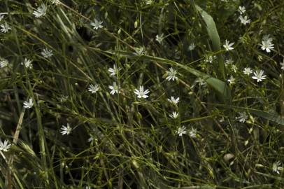 Fotografia da espécie Stellaria graminea