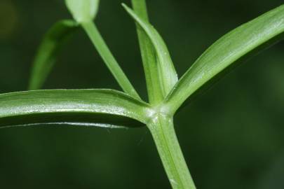 Fotografia da espécie Stellaria graminea