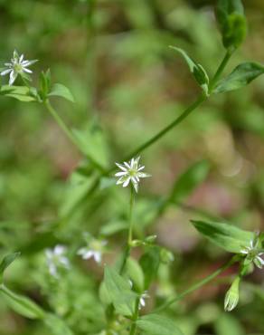 Fotografia 6 da espécie Stellaria alsine no Jardim Botânico UTAD