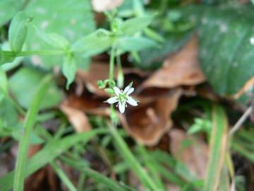 Fotografia da espécie Stellaria alsine