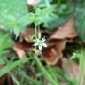 Fotografia 8 da espécie Stellaria alsine do Jardim Botânico UTAD