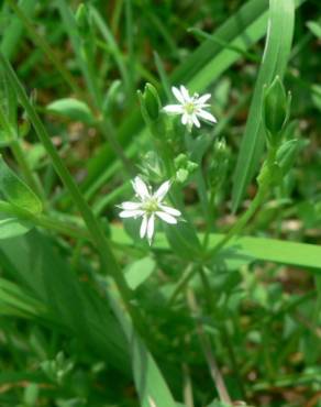 Fotografia 9 da espécie Stellaria alsine no Jardim Botânico UTAD