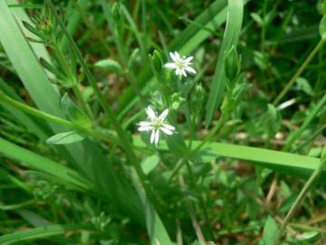 Fotografia da espécie Stellaria alsine