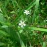 Fotografia 9 da espécie Stellaria alsine do Jardim Botânico UTAD