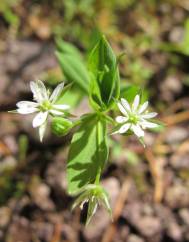 Stellaria alsine