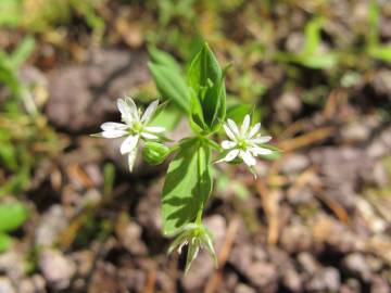 Fotografia da espécie Stellaria alsine