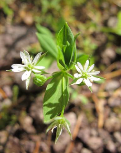 Fotografia de capa Stellaria alsine - do Jardim Botânico