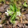 Fotografia 1 da espécie Stellaria alsine do Jardim Botânico UTAD